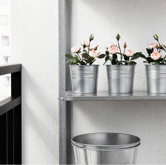 Rose pint potted plant