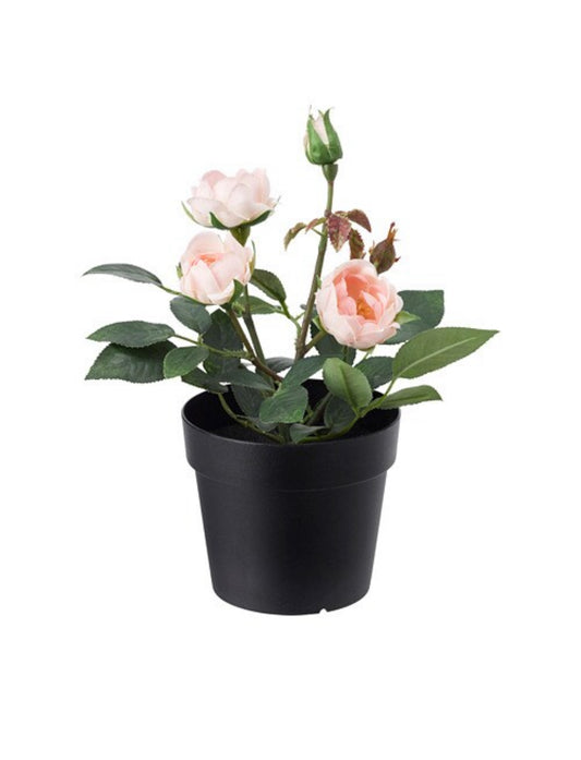 Rose pint potted plant