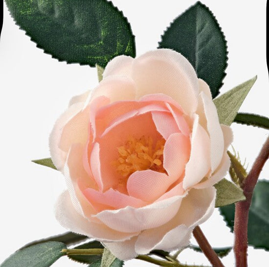 Rose pint potted plant